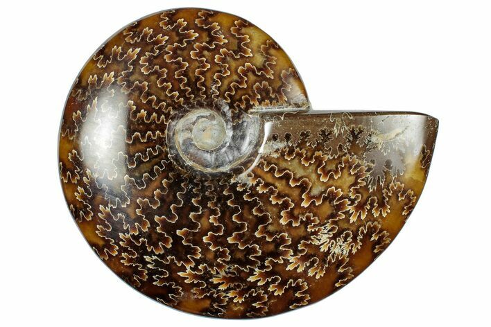 Polished Cretaceous Ammonite (Cleoniceras) Fossil - Madagascar #305948